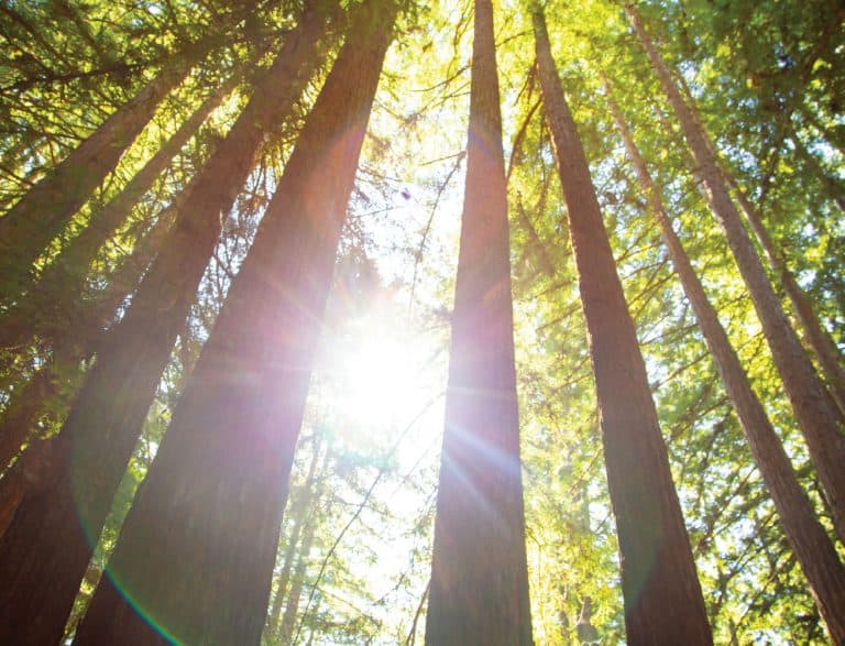 Equestrian Specialty - Kennolyn Santa Cruz Mountains Overnight Camp